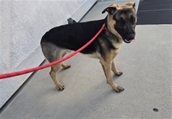 Shelter Stray Male Dog last seen , San Pedro, CA 90731