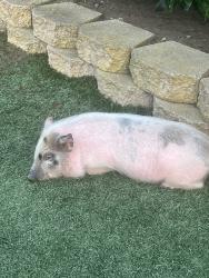 Found/Stray Unknown Other last seen Jamacha road, San Diego, CA 92114