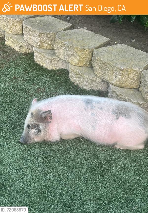 Found/Stray Unknown Other last seen Jamacha road, San Diego, CA 92114