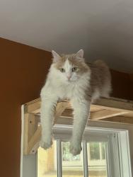 Reunited Male Cat last seen Wawa road, Media, PA 19063