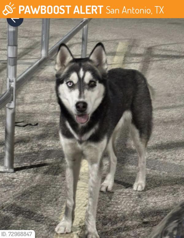 Found/Stray Male Dog last seen Near Interstate Hwy 35 S, San Antonio, San Antonio, TX 78211