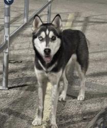 Found/Stray Male Dog last seen Near Interstate Hwy 35 S, San Antonio, San Antonio, TX 78211