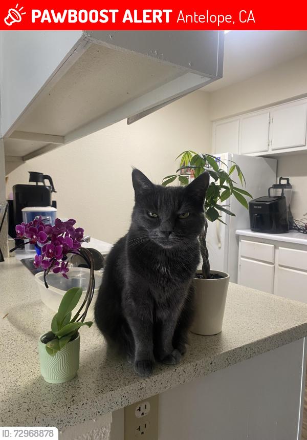 Lost Female Cat last seen Antelope rd , Antelope, CA 95843