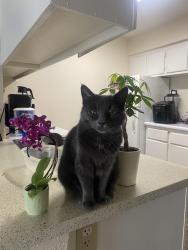 Lost Female Cat last seen Antelope rd , Antelope, CA 95843