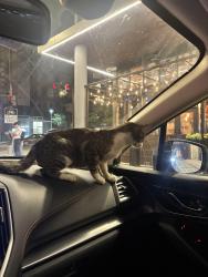 Found/Stray Unknown Cat last seen Intersection of I St NE and 3rd St NE, Washington, DC 20002