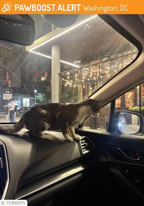Found/Stray Unknown Cat last seen Intersection of I St NE and 3rd St NE, Washington, DC 20002