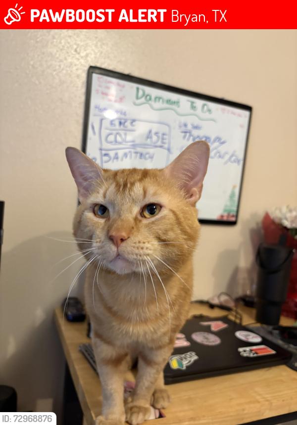 Lost Male Cat last seen Last seen at Woodtrail Bryan apmts, Bryan, TX 77803