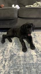 Reunited Male Dog last seen Hillcrest and Harbor , Frisco, TX 75035
