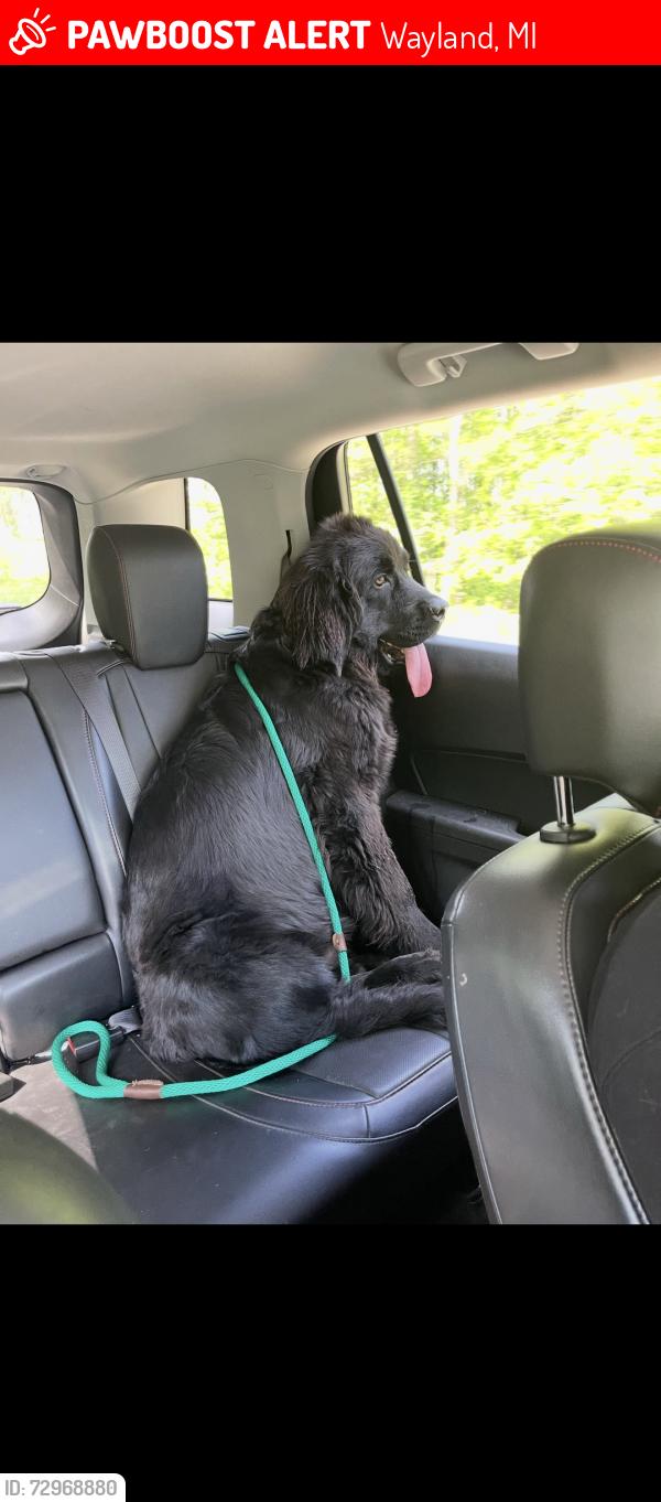Lost Male Dog last seen 129th ave. Between sunco Bradley 4 way and bp gun lake, Wayland, MI 49348