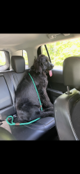 Lost Male Dog last seen 129th ave. Between sunco Bradley 4 way and bp gun lake, Wayland, MI 49348