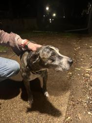 Found/Stray Female Dog last seen University Ave W and Avon Ave N, Saint Paul, MN 55104
