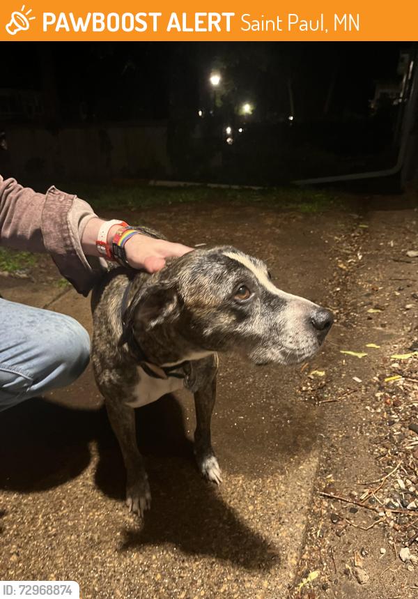 Found/Stray Female Dog last seen University Ave W and Avon Ave N, Saint Paul, MN 55104
