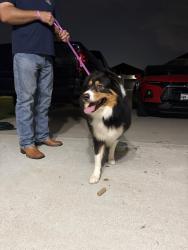 Reunited Male Dog last seen Kingsland Heights , Brookshire, TX 77423