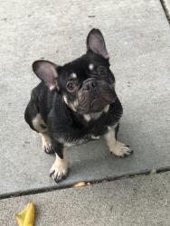 Reunited Male Dog last seen 57th and SF Blvd, Sacramento, CA 95820