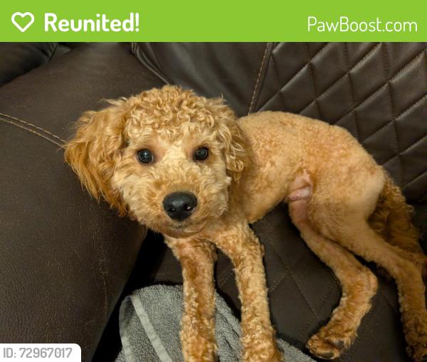 Reunited Male Dog last seen Spruce HS, Dallas, TX 75217