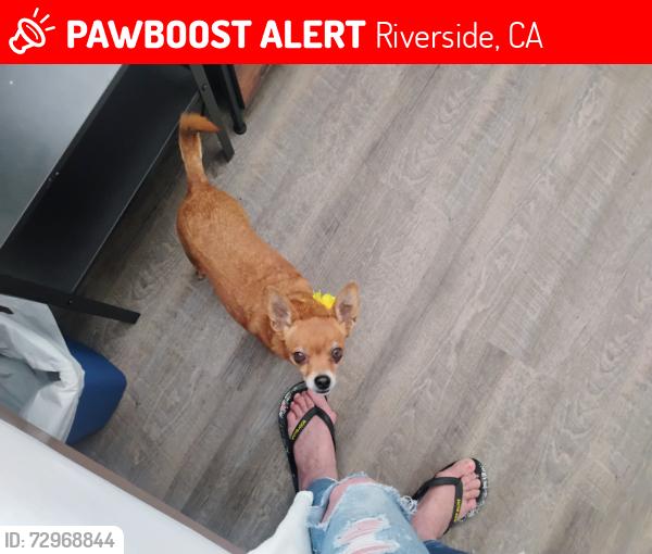 Lost Female Dog last seen University and chicago riverside ca 92507, Riverside, CA 92507