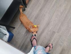 Lost Female Dog last seen University and chicago riverside ca 92507, Riverside, CA 92507