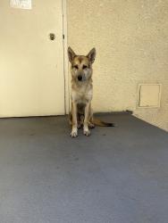 Lost Male Dog last seen Balboa Avenue at 101, Los Angeles, CA 91356