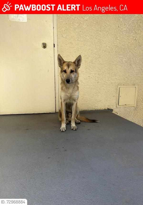 Lost Male Dog last seen Balboa Avenue at 101, Los Angeles, CA 91356