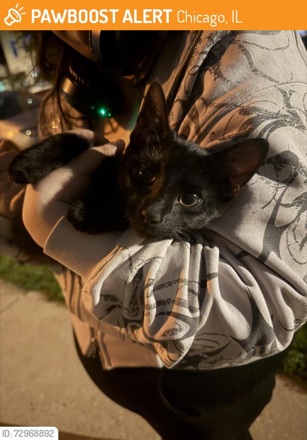 Found/Stray Male Cat last seen 48th and S Winchester Ave, Chicago, IL 60609