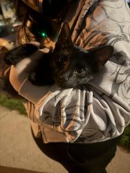 Found/Stray Male Cat last seen 48th and S Winchester Ave, Chicago, IL 60609