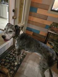 Reunited Male Dog last seen N Shannon Rd near Orange Grove, Tucson, AZ 85741