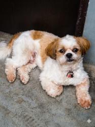 Lost Male Dog last seen Maddi wali gali no.10, Delhi, DL 110018