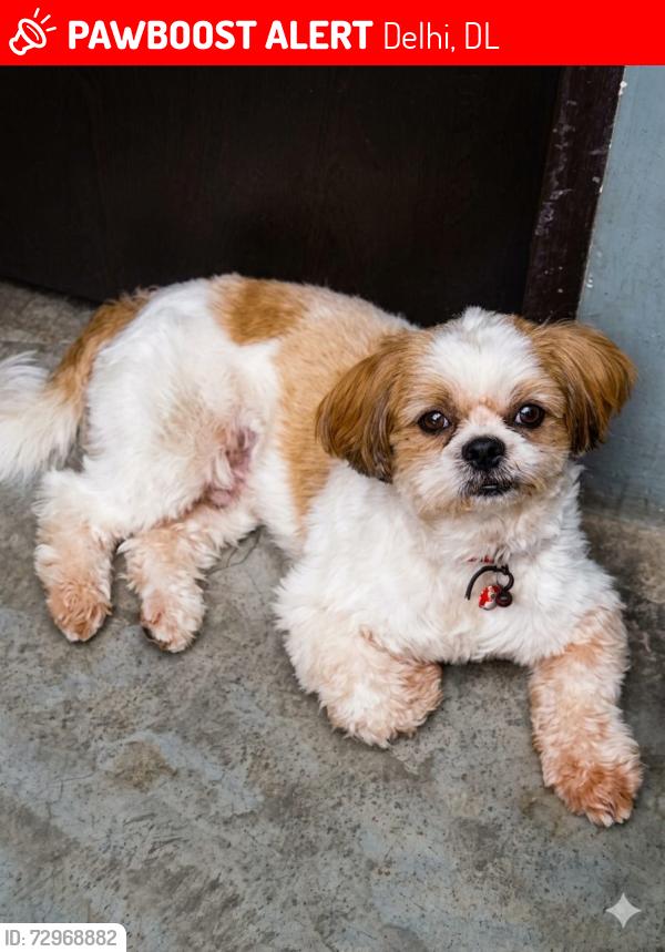 Lost Male Dog last seen Maddi wali gali no.10, Delhi, DL 110018