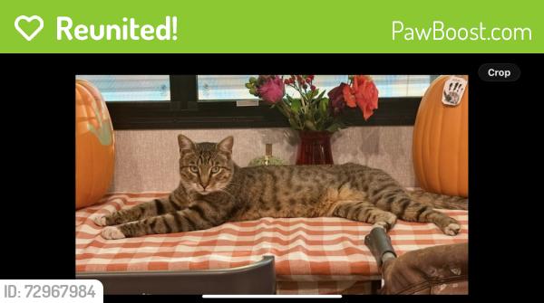 Reunited Male Cat last seen KOA lake Conroe, Montgomery, TX 77356