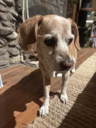 Found/Stray Male Dog last seen In the middle of Saddle peak , Topanga, CA 90290