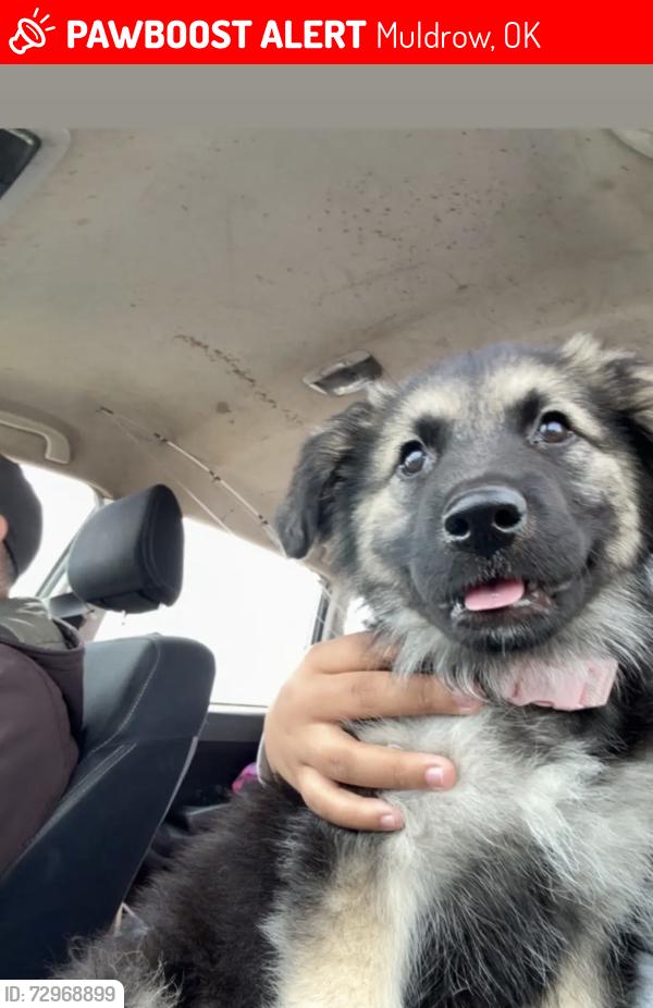 Lost Female Dog last seen liberty & Roland, Muldrow, OK 74948