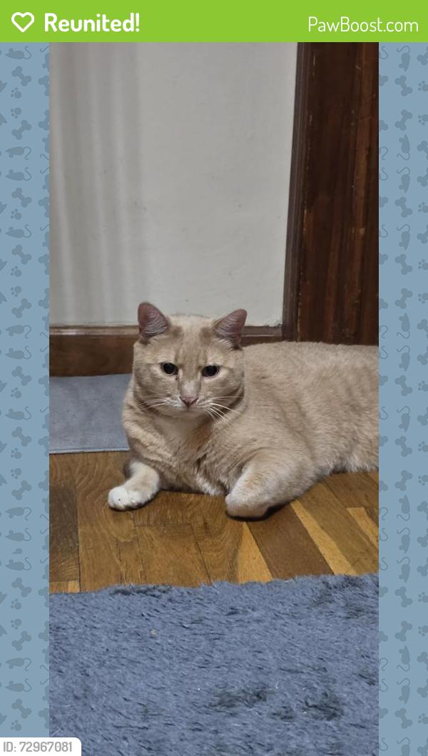 Reunited Male Cat last seen Nash place, Norwalk, CT 06854