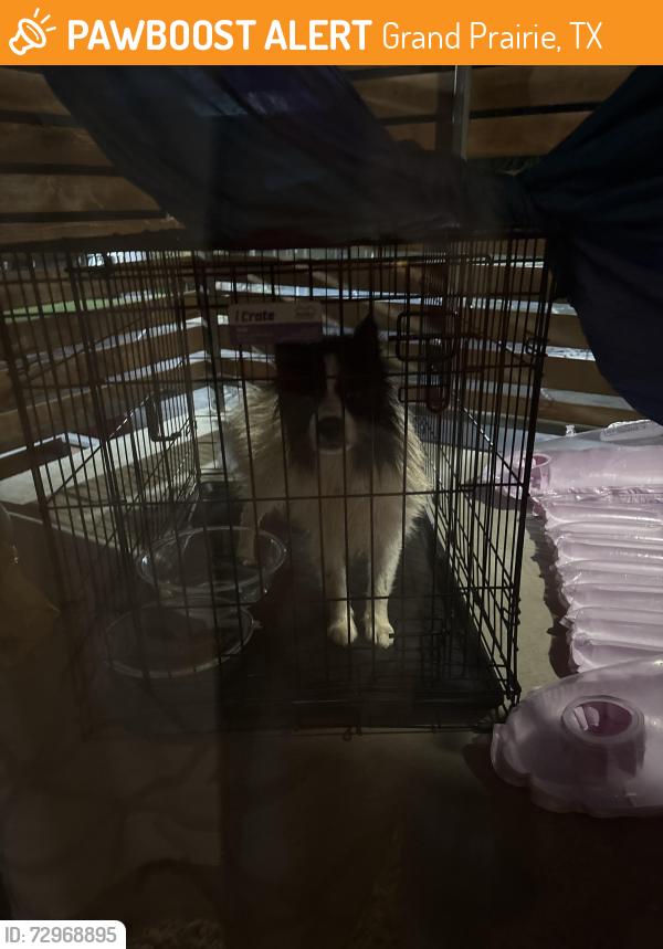 Found/Stray Male Dog last seen Close to hwy, Grand Prairie, TX 75050