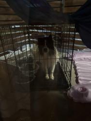 Found/Stray Male Dog last seen Close to hwy, Grand Prairie, TX 75050
