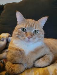 Reunited Female Cat last seen Near summit lake road, Clarks Summit, PA 18411