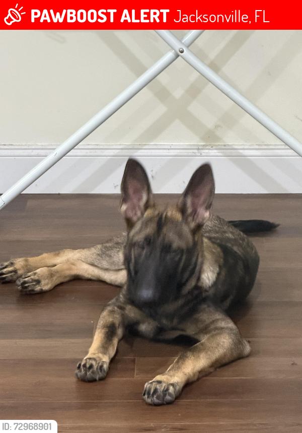 Lost Male Dog last seen San Marco place, Jacksonville, FL 32207
