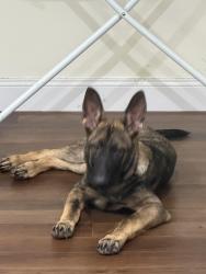 Lost Male Dog last seen San Marco place, Jacksonville, FL 32207