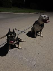Lost Male Dog last seen Cedric c smith elementary , Magnolia, TX 77354