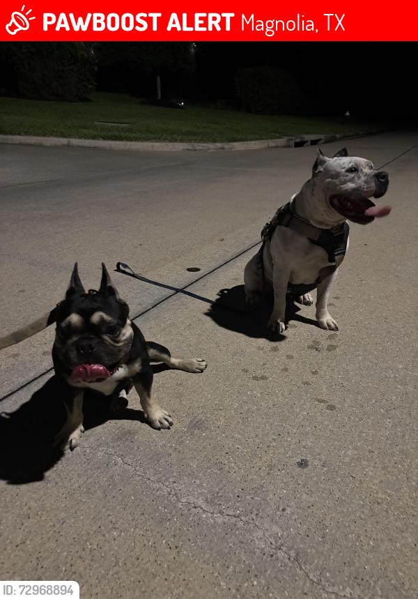Lost Male Dog last seen Cedric c smith elementary , Magnolia, TX 77354
