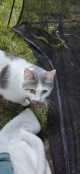 Reunited Female Cat last seen Taylor's ferry and sw multnomah , Portland, OR 97219