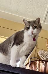 Lost Female Cat last seen Wild oak lane and hickory, Hickory Creek, TX 75065