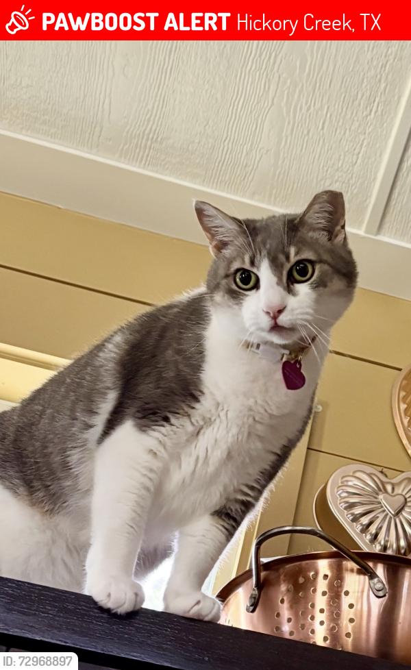 Lost Female Cat last seen Wild oak lane and hickory, Hickory Creek, TX 75065