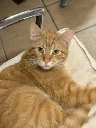 Lost Male Cat last seen Near s avenue b, Chicago, IL 60617