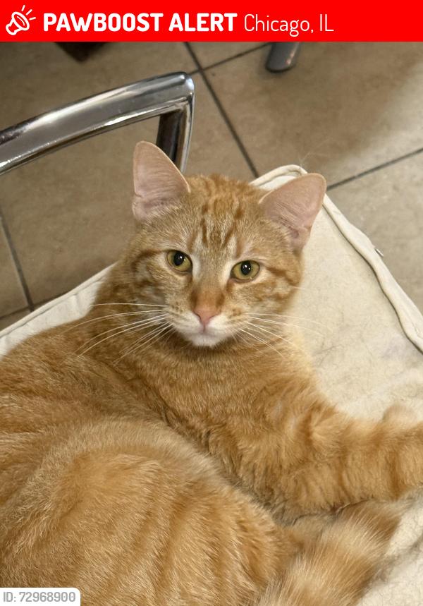 Lost Male Cat last seen Near s avenue b, Chicago, IL 60617