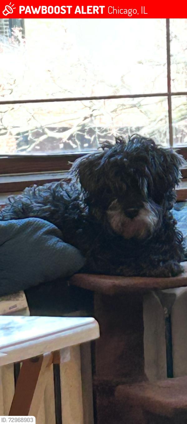 Lost Female Dog last seen Fullerton and Pulaski, Chicago, IL 60647