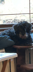 Lost Female Dog last seen Fullerton and Pulaski, Chicago, IL 60647