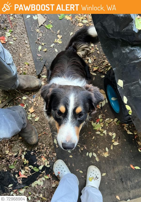Found/Stray Unknown Dog last seen N Military Rd, Winlock, WA 98596