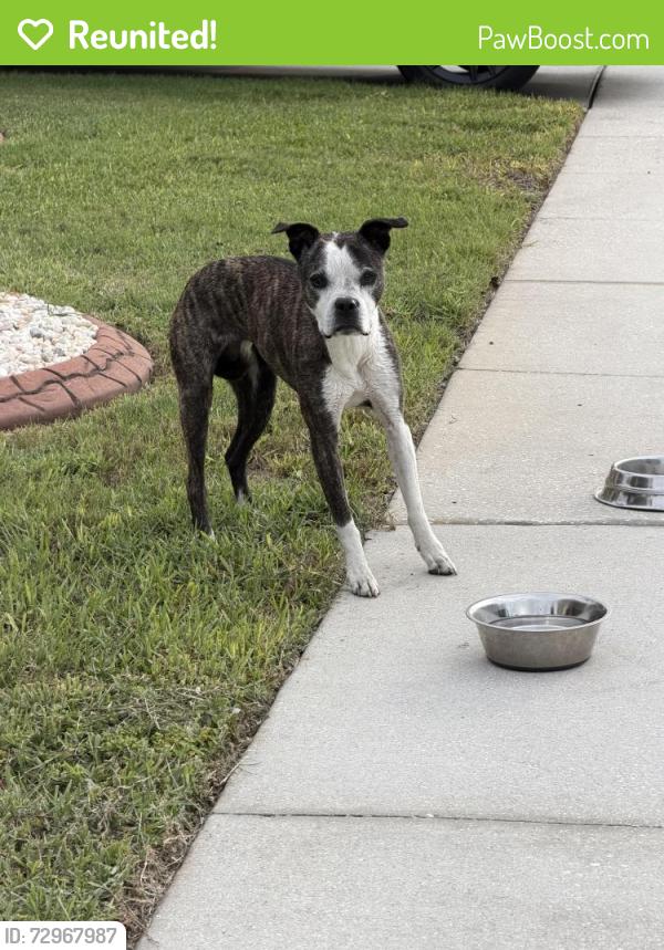 Reunited Unknown Dog last seen Narimore dr - Tierra del sol, Tierra Del Sol, FL 34638