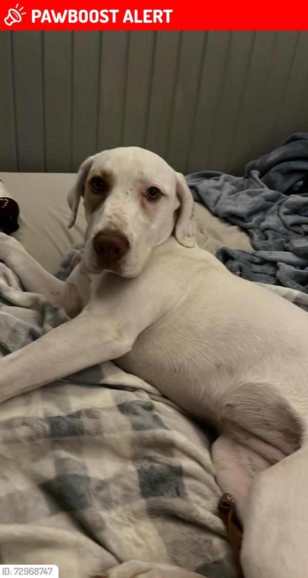 Lost Female Dog last seen Ridgewood Forrest  Hwy 77, Talladega, AL 35160, Talladega County, AL 35161