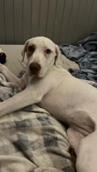 Lost Female Dog last seen Ridgewood Forrest  Hwy 77, Talladega, AL 35160, Talladega County, AL 35161
